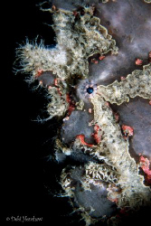 Painted Frogfish perched on one of the stanchions of DuCo... by Debi Henshaw 